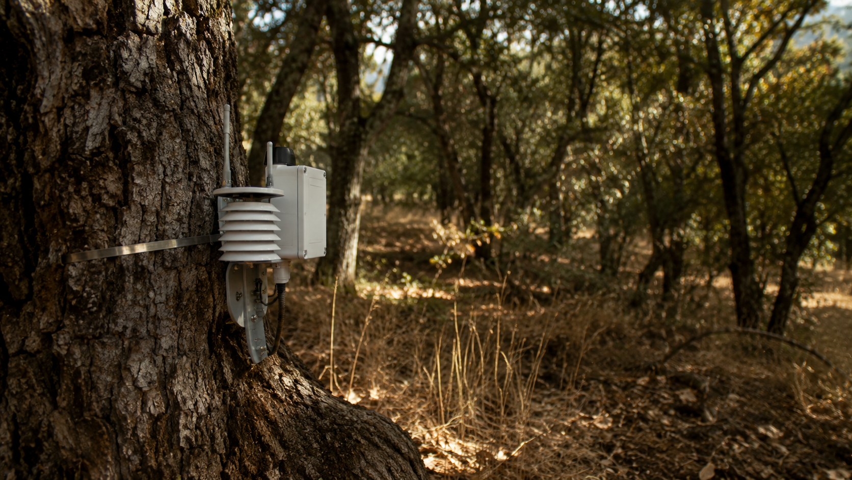 Intelligence artificielle et technologies de détection des incendies de forêt : comment satellites, drones et capteurs peuvent repérer le feu plus tôt au Maroc